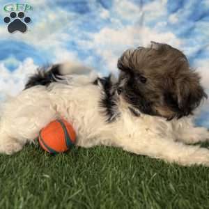 Chevelle, Shih-Poo Puppy